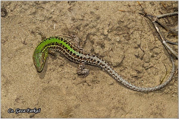 15_ balkan_wall_lizard.jpg - Balkan wall lizard,  Podarcis taurica, Stepski guÅ¡ter, Mesto - Location Deliblatska peÅ¡Äara, Serbia